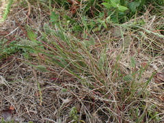 Tribolium hispidum