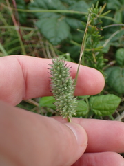 Tribolium hispidum