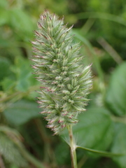 Tribolium hispidum