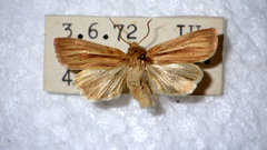 Mythimna pallens