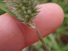 Tribolium hispidum
