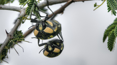 Sternocera orissa orissa