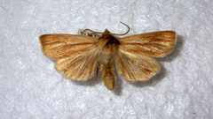 Mythimna pallens