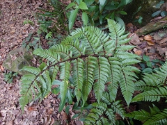 Dryopteris sordidipes