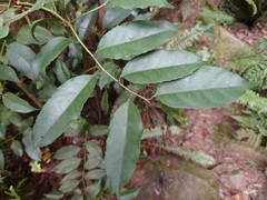 Ilex ficoidea