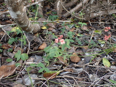 Indigofera sinusalgoae