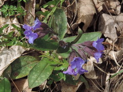 Pulmonaria hirta