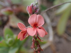 Indigofera sinusalgoae