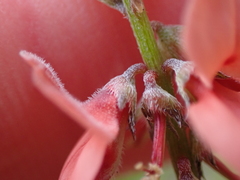 Indigofera sinusalgoae