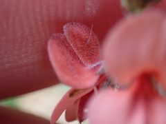 Indigofera sinusalgoae