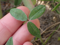 Indigofera sinusalgoae