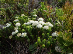 Agathosma stenopetala