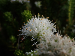 Agathosma stenopetala