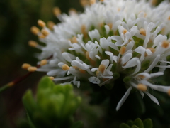 Agathosma stenopetala