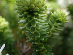 Agathosma stenopetala