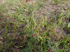 Indigofera sinusalgoae