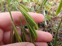 Indigofera sinusalgoae