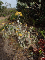 Helichrysum versicolor