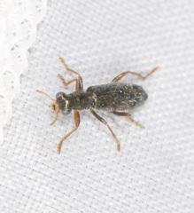 Lemidia subaenea