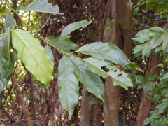 Itea parviflora