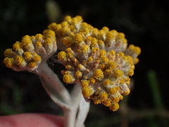 Helichrysum versicolor