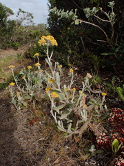 Helichrysum versicolor