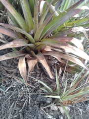 Tillandsia lajensis