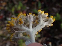 Helichrysum versicolor