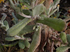 Helichrysum versicolor