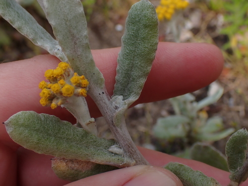 Eastern Gold Cudweed (Helichrysum versicolor)
