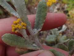 Helichrysum versicolor