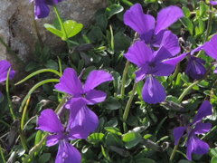Viola etrusca