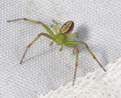 Australomisidia rosea