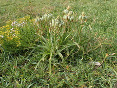 Albuca batteniana