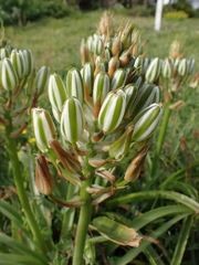 Albuca batteniana