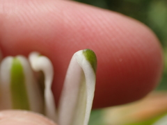 Albuca batteniana