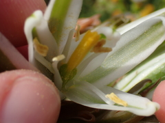 Albuca batteniana