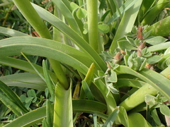 Albuca batteniana