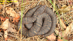 Gloydius ussuriensis