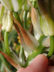 Albuca batteniana