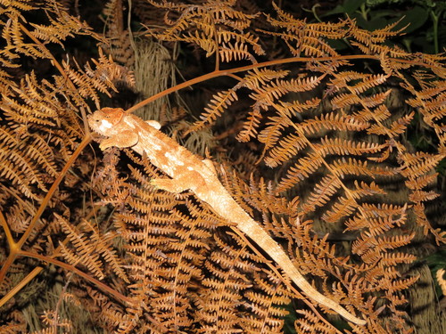 Udzungwa Double-bearded Chameleon