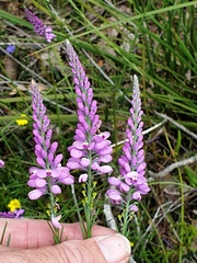 Comesperma virgatum