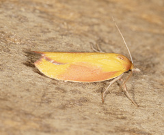 Wingia hesperidella