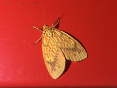 Barsine striata
