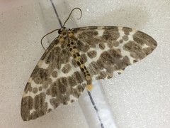 Dilophodes elegans elegans