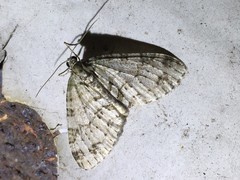 Trichopteryx hemana