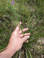 Comesperma virgatum