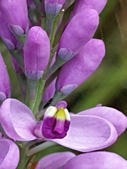 Comesperma virgatum