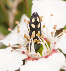 Castiarina parallela