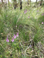 Comesperma virgatum